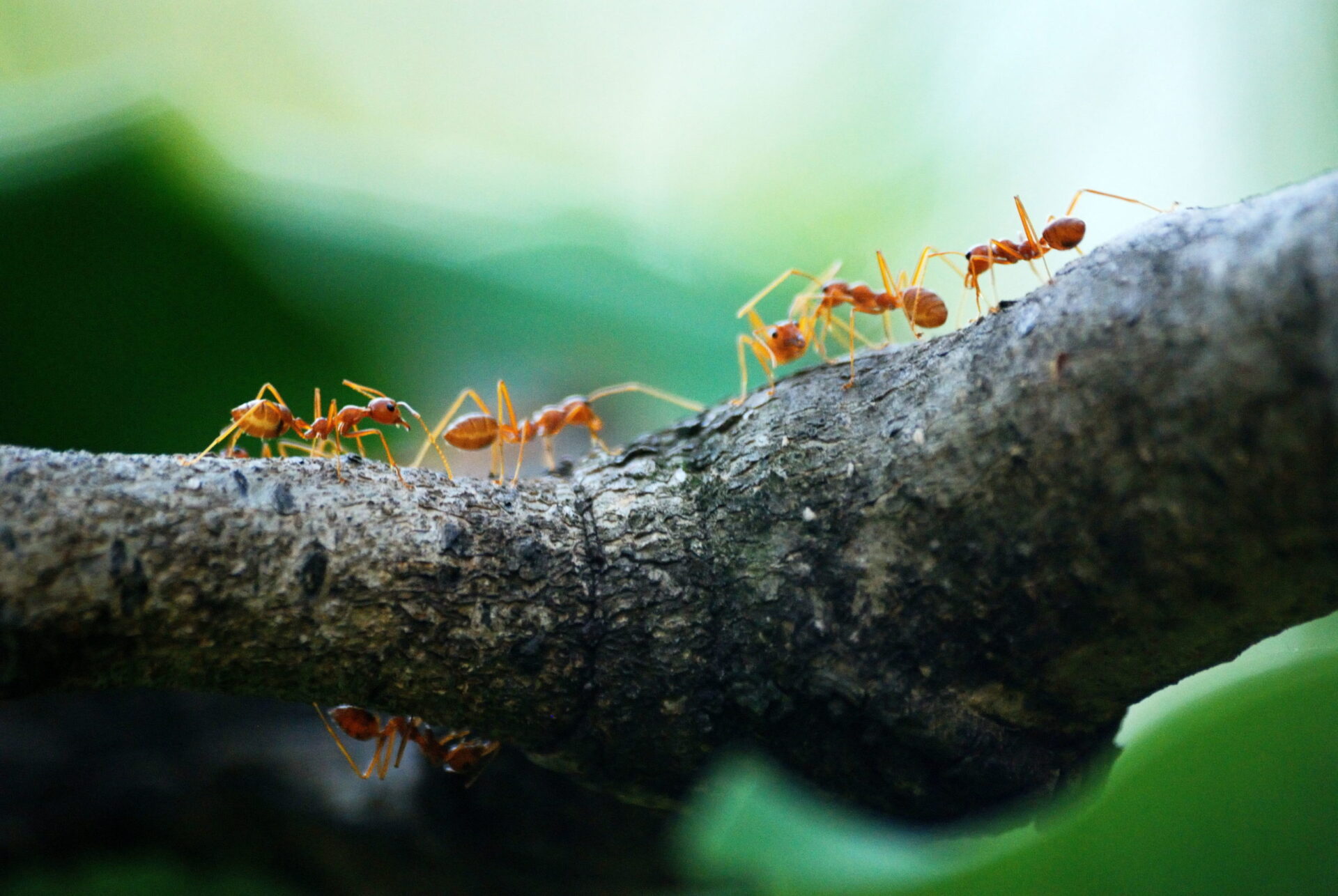 se débarrasser des fourmis